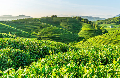 茶园除草松土