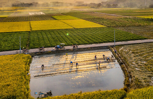 水田整地